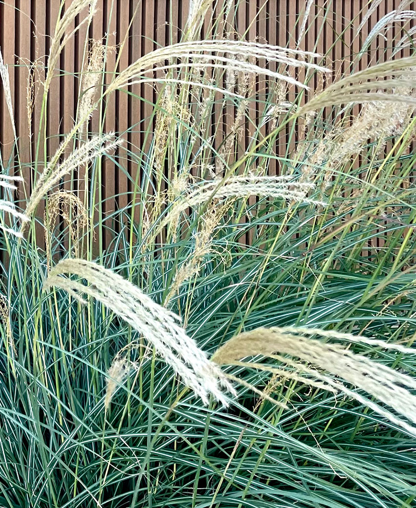 Norwood Street Landscaping Details