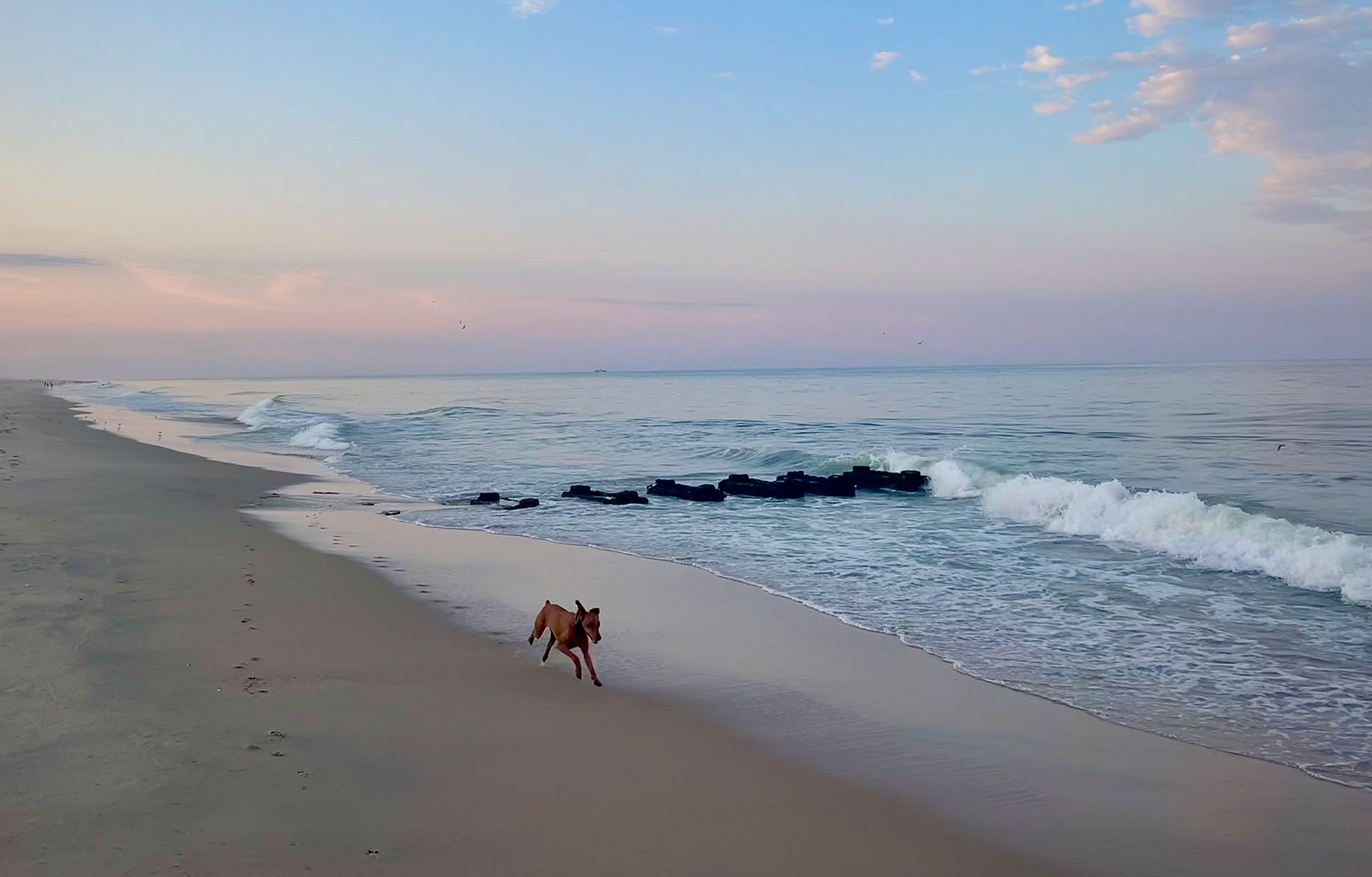 Dog running on Rehobeth beach at sunrise