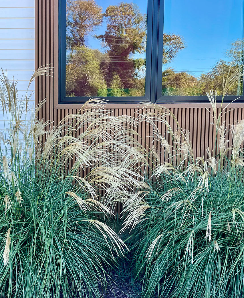 Norwood Street Landscaping